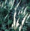 Black Cohosh P.E.